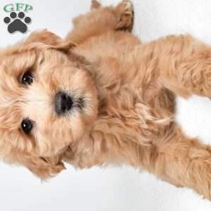 Louie, Mini Goldendoodle Puppy