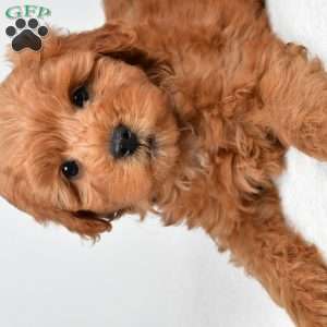 Theo, Mini Goldendoodle Puppy