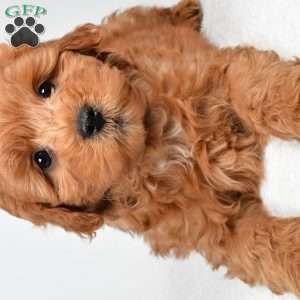 Theo, Mini Goldendoodle Puppy
