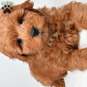 Theo, Mini Goldendoodle Puppy