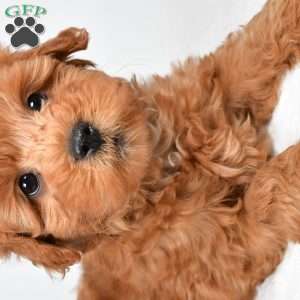 Theo, Mini Goldendoodle Puppy