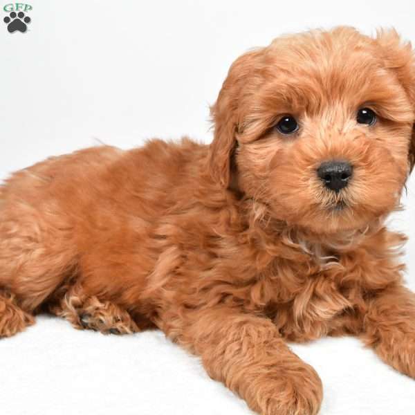 Theo, Mini Goldendoodle Puppy