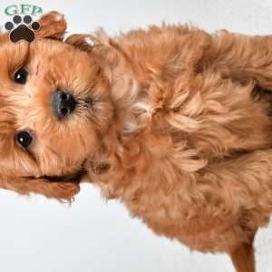 Theo, Mini Goldendoodle Puppy