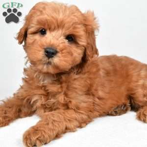 Theo, Mini Goldendoodle Puppy