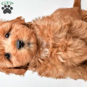 Theo, Mini Goldendoodle Puppy