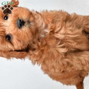 Theo, Mini Goldendoodle Puppy