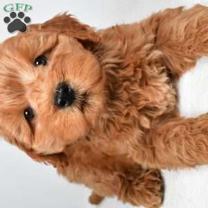 Sterling, Mini Goldendoodle Puppy