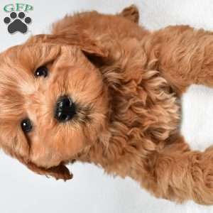 Sterling, Mini Goldendoodle Puppy