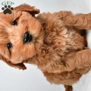Sterling, Mini Goldendoodle Puppy