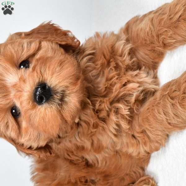 Sterling, Mini Goldendoodle Puppy