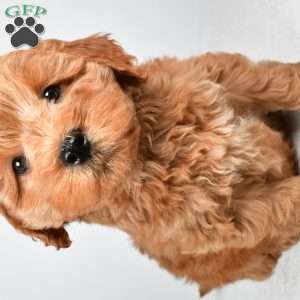 Sterling, Mini Goldendoodle Puppy