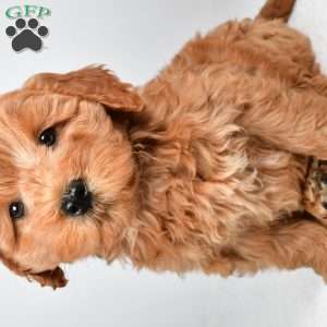 Sterling, Mini Goldendoodle Puppy