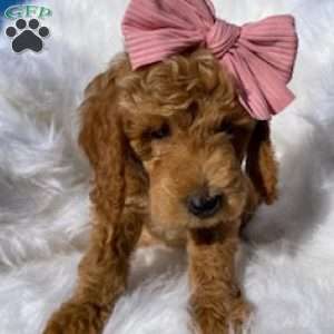 Piglet, Mini Goldendoodle Puppy