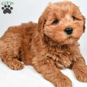 Sterling, Mini Goldendoodle Puppy
