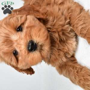 Sterling, Mini Goldendoodle Puppy