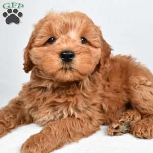Sterling, Mini Goldendoodle Puppy