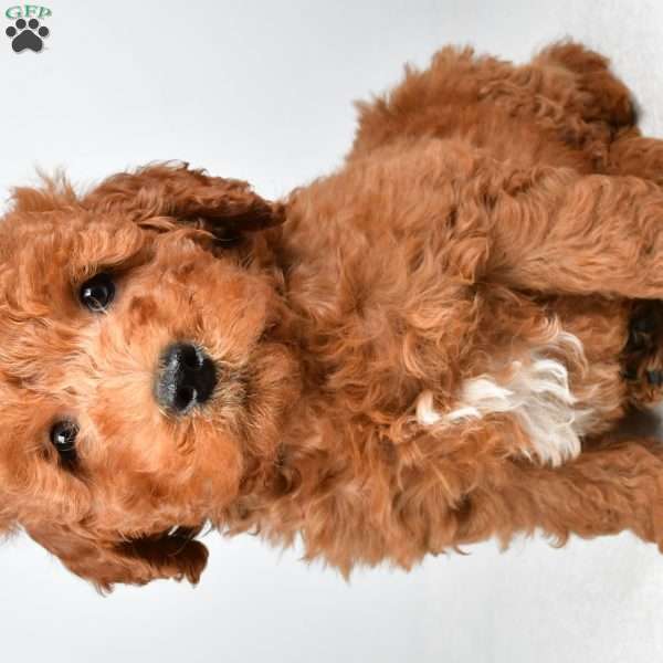 Winston, Mini Goldendoodle Puppy