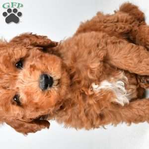 Winston, Mini Goldendoodle Puppy