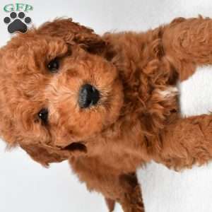 Winston, Mini Goldendoodle Puppy