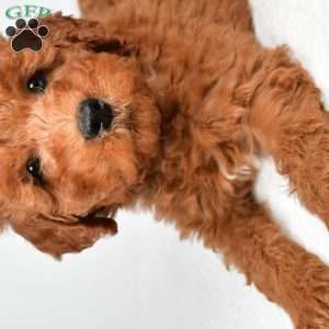 Winston, Mini Goldendoodle Puppy