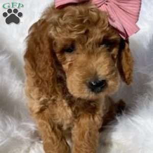 Piglet, Mini Goldendoodle Puppy