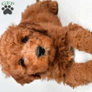 Winston, Mini Goldendoodle Puppy