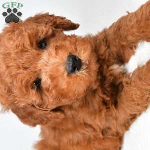 Winston, Mini Goldendoodle Puppy
