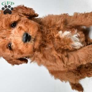 Winston, Mini Goldendoodle Puppy