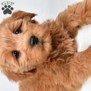 Chloe, Mini Goldendoodle Puppy