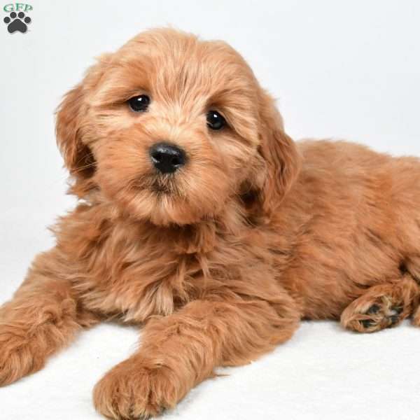 Chloe, Mini Goldendoodle Puppy