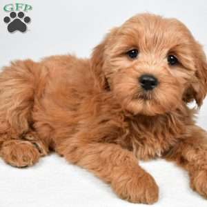 Chloe, Mini Goldendoodle Puppy