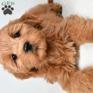 Chloe, Mini Goldendoodle Puppy