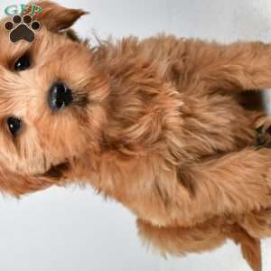Chloe, Mini Goldendoodle Puppy
