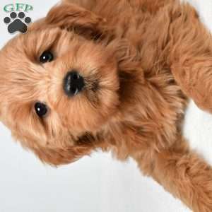 Chloe, Mini Goldendoodle Puppy