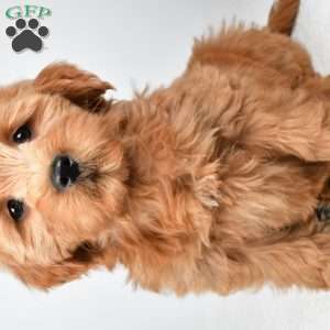 Chloe, Mini Goldendoodle Puppy