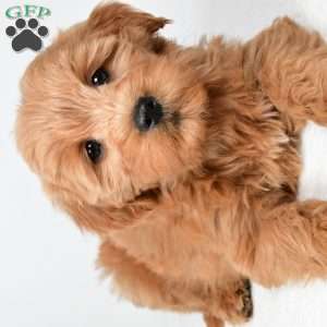 Chloe, Mini Goldendoodle Puppy