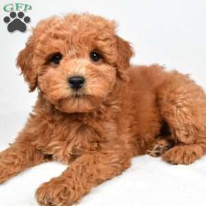 Maisie, Mini Goldendoodle Puppy