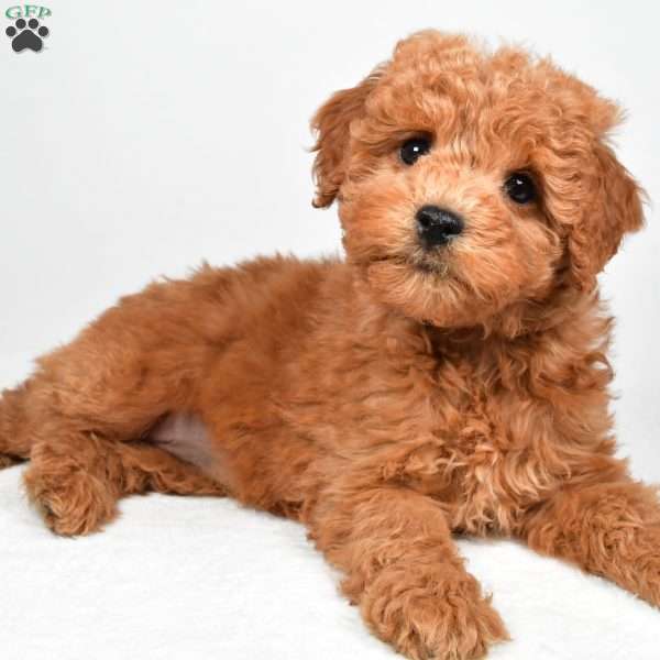 Maisie, Mini Goldendoodle Puppy