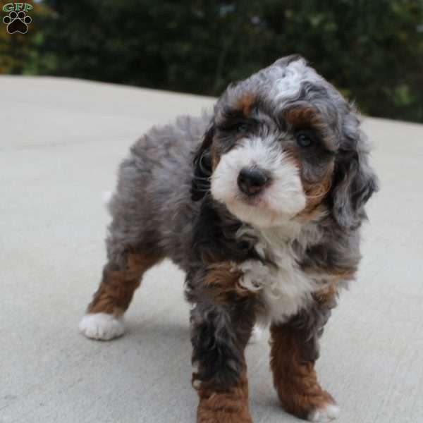 Skipper, Mini Bernedoodle Puppy