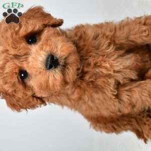 Maisie, Mini Goldendoodle Puppy