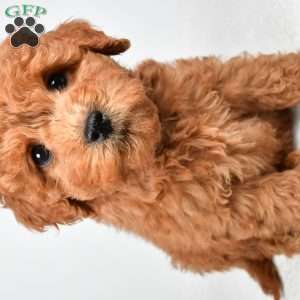 Maisie, Mini Goldendoodle Puppy