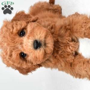 Maisie, Mini Goldendoodle Puppy