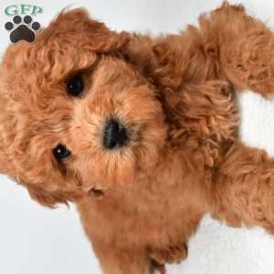 Maisie, Mini Goldendoodle Puppy