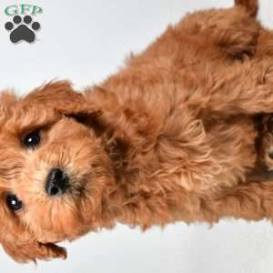 Maisie, Mini Goldendoodle Puppy