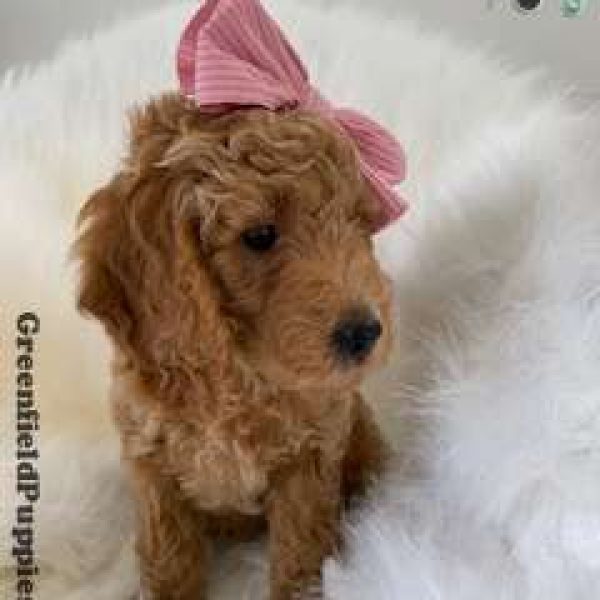 Piglet, Mini Goldendoodle Puppy