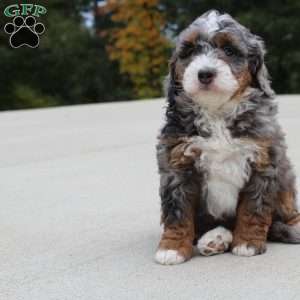 Skipper, Mini Bernedoodle Puppy