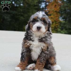 Skipper, Mini Bernedoodle Puppy