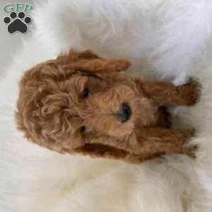 Piglet, Mini Goldendoodle Puppy