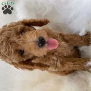 Piglet, Mini Goldendoodle Puppy
