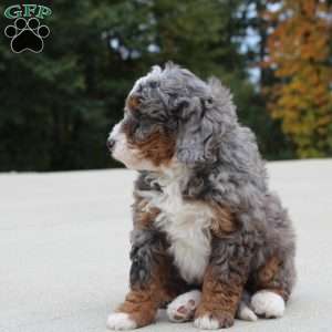 Skipper, Mini Bernedoodle Puppy